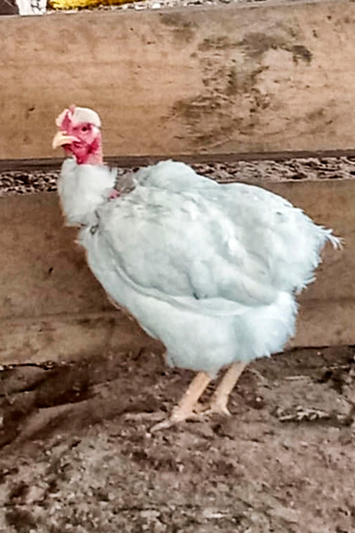 WhatsApp Image 2025-04-03 at 7.35.43 PM (3) copia.jpg